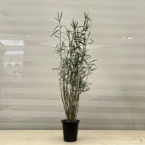 [다은꽃농원]죽도석곡 중품 대나무잎 죽엽석곡 키우기쉬운 실내공기정화식물 인테리어, 1개
