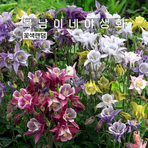 매발톱 키리가미 [4포트 복남이네야생화 모종 기리가미 아퀼레기아 aquilegia], 4개