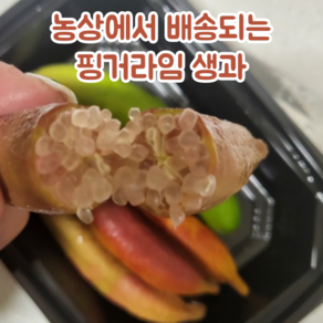 [농장 산지 직송] 핑거라임 100g 생과 Finge Lime 새콤달콤 캐비어라임 톡 터지는 국내산 알맹이과일 희귀과일 열대과일 톡톡튀는 케비아라임 비타민C 신맛 비타민과일, 1박스, 2024년 생과 100g