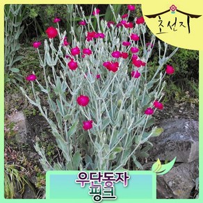 [초선지] 우단동자꽃 6치 화이트 핑크 리크니스 야생화, 분홍(사이렌), 1개