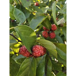 꾸지뽕 열매 생과 3kg [원산지: 국산(전라남도 무안군)], 1개