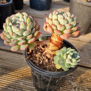 [수암다육] 자라고사 랜덤발송 Echeveia mexensis 'Zaagosa' 랜덤발송 다육 다육이 다육식물 043, 1개