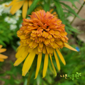 [나은식물원]21.[에키네시아 뿌리] 마멀레이드, 1개