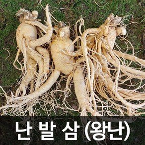 청명네이처 금산인삼 수삼(난발삼) 왕난(750g) (5~6뿌리)