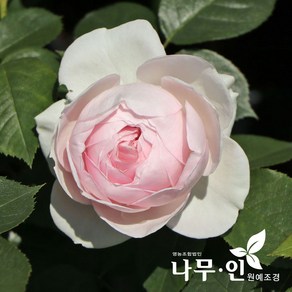[나무인] 헤르초킨 크리스티아나 고급사계정원장미, 1개