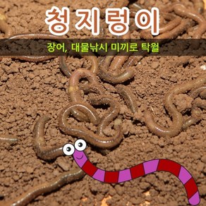 청지렁이(장어미끼 대물낚시), 1개