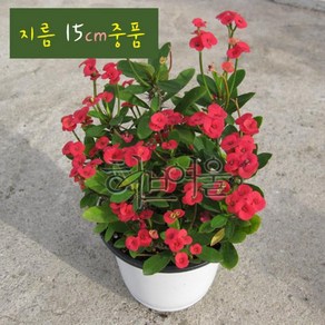 [꽃기린] 꽃기린 레드(Red 빨강) 지름 15cm 중품다육화분