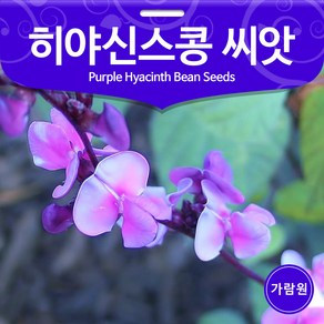 히야신스콩 씨앗 제비콩 편두 종자 종자 5알, 1개