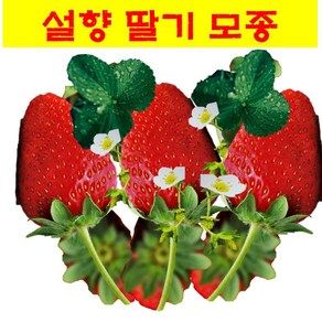 식물모종/설향 딸기 모종 /10개, 10개