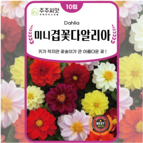 다알리아 씨앗 100립 꽃씨 예쁜꽃 파는곳 씨앗 몰 달리아 dahlia seed, 1개