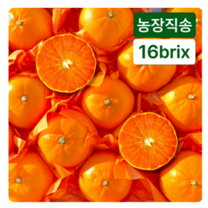 [달코롬농원] 당도선별 제주도 천혜향 가정용 (15과내외), 1개, 3kg