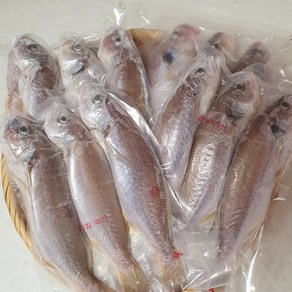 제주백조기 쫄깃하고 오동통한 흰살생선 통백조기2kg12마리, 통백조기소900g(6미), 6개