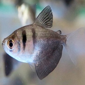 블랙 테트라 3cm ~ 5cm [5마리], 1개, 10g
