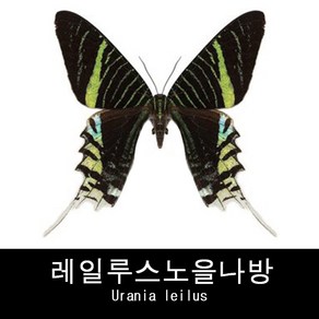 나비표본 레일루스노을나방 Urania leilus 80mm+-