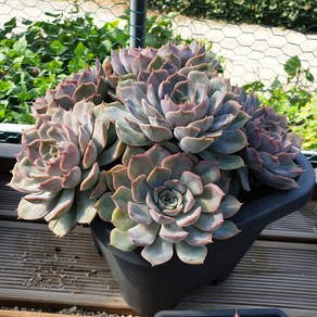 [수암다육] 루신다 단품 Echeveia 'Lucinda' 다육 다육이 다육식물 국민다육, 1개
