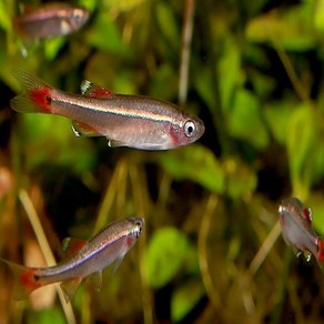 백운산 [10마리 - 2cm ~ 3cm], 1개, 10g