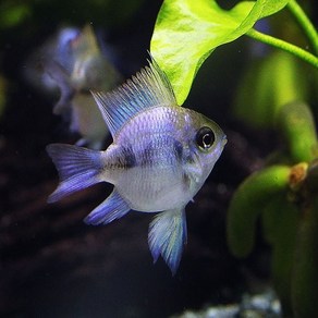 블루 코발트 라미네지 3cm ~ 5cm [2마리], 1개, 10g