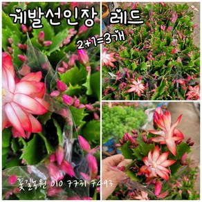 게발선인장 레드 2+1=3개 0012특 랜덤 공기정화식물/미세먼지/공기정화효과 공기정화식물