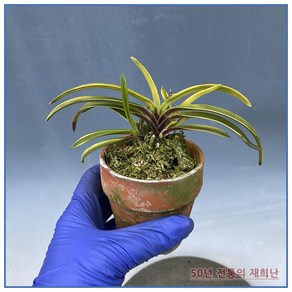 [재희난]부악 250311-01, 1개