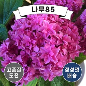 (나무85) 별수국 유앤미 퍼펙션 P9, 1개