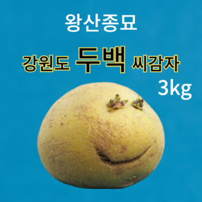 파머스토리 왕산종묘 두백 씨감자 강원도 감자 종자, 1박스, 3kg