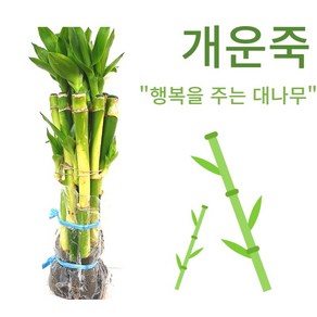 개운죽 20cm 1묶음 [10개포함], 1세트