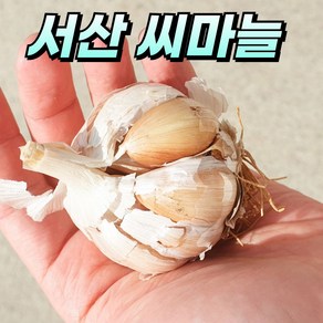 농사친구 씨마늘 서산 마늘 종자 햇마늘 통마늘 대서 중 대형 저장 종구 씨 씨앗, 3kg, 1개