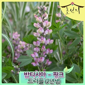 [초선지] 밥티시아 2년생5치 초코 핑크 블루, 핑크(핑크 트러플), 1개