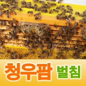 청우팜 벌 봉침 벌침 벌침벌 봉침벌 봉침용벌 80마리+영양먹이 서비스