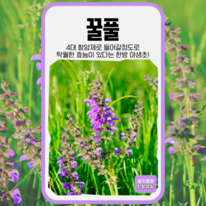 꿀풀 씨앗 1000립 아람종묘 종자 모종 씨 꽃씨 야생초 야생화 항암 약재 약초 한방, 1개