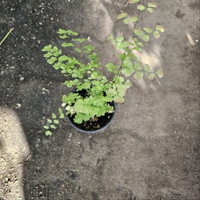 에이피팩토리 핑크아디안텀 아디안텀 핑크빛 소품 공기정화, 1개