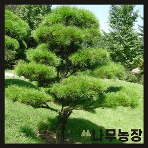 (나무농장) 소나무(적송) 키 80~100cm 플러그