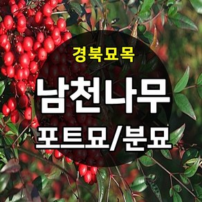 [경북농원] 조경수 남천 포트묘 / 분묘 판매중, 남천묘목, 1개, 남천 수고.40cm이상 포트묘