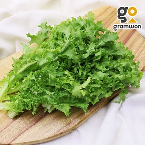 치커리 1kg 채소 모듬쌈 샐러드 야채, 1개