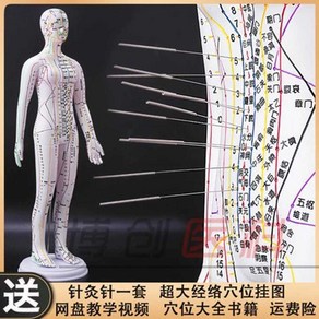 한의원 마네킹 모형 경혈 수지침 경락 교습모델 인형, 1개, 컬러 소프트모델(62CM여성)-침놓기가능