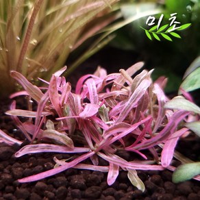 [미초] 하이그로필라 란세아 차이 1촉 / 고급수초/ 핑크색수초/ 중경수초, 1개
