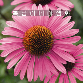 에키네시아 프리마돈나 핑크 [4포트 복남이네야생화 모종 에키나세아 echinacea]