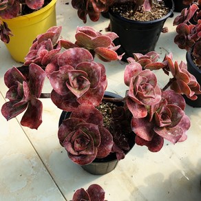 [수암다육] 로스코프 랜덤발송 Aeonium 'Roscov' 군생 묵은둥이 다육 다육이 다육식물 Succulent 반려식물 국민다육 선인장, 1개