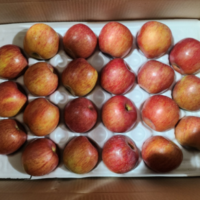 경북 청송 안동 문경 가정용 쥬스용 꿀사과, 1박스, 사과 가정용 소과 2kg(10-12과)