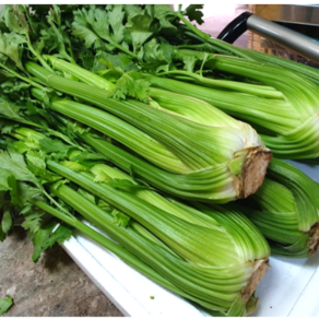 국내산 산지직송 당일배송 싱싱하게 맛있는 샐러리 손질스틱 간편 샐러리 (Celery) 1포기 1kg 내외