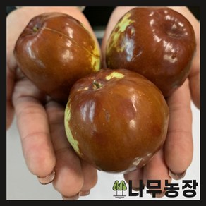 (나무농장) 대왕대추나무(다왕자오) R3 내외 결실주 분, 1개