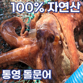 [신선도up] 예스수산 통영 자연산 활 돌문어 1kg(1~4미) + 증정(참기름+초장) 엄격선별 최상급 당일조업 산지직송 제철 국내산 일반용 제수용, 1개, 1kg (2~4미)[증정]참기름+초장