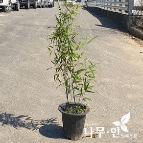 [나무인] 오죽 검은대나무 화분 키2m 차량배송, 1개