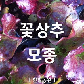 채소 모종 ~ 각종 묘종. 베란다 텃밭 세트 공기정화식물 허브 씨앗 채소모종 ~, H002 꽃상추 모종 6개