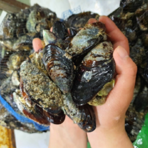 방금 조업한 세척된 싱싱한 홍합 조개 담치 섭이 3kg Mussels, 1박스, 양식홍합3kg(양식O,자연산X,키로에 90미)