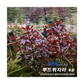 루드위지아 슈퍼레드 [3촉], 1개