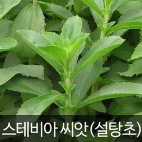 g스테비아 씨앗 허브씨앗 종자 stevia heb seed 50알, 1개