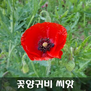 [해피플라워] 꽃양귀비 레드 씨앗 0.5g(약 3000립) / 봄 여름 가을 파종 꽃씨