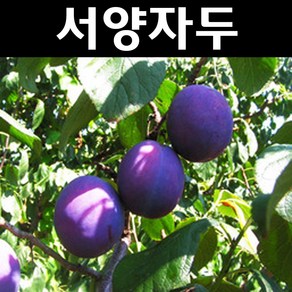 서양자두(슈가푸룬) 나무 묘목 결실주 R3cm 분묘 1개/유실수 과실수, 1개