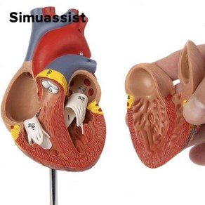 의대생 1:1 생명 크기 인체 심장 해부학 모델 의료 과학 교육 자료, 한개옵션0